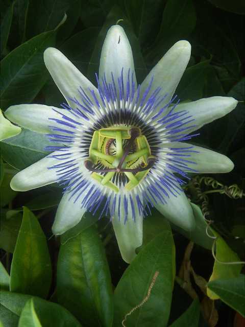 Flor de la Pasion