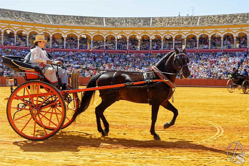 fjmontiel_38_Exhibicion_Enganches_Maestranza_Sevilla_2024_DSC_4915_DxO