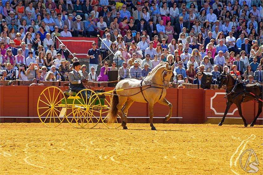 fjmontiel_38_Exhibicion_Enganches_Maestranza_Sevilla_2024_DSC_4922_DxO