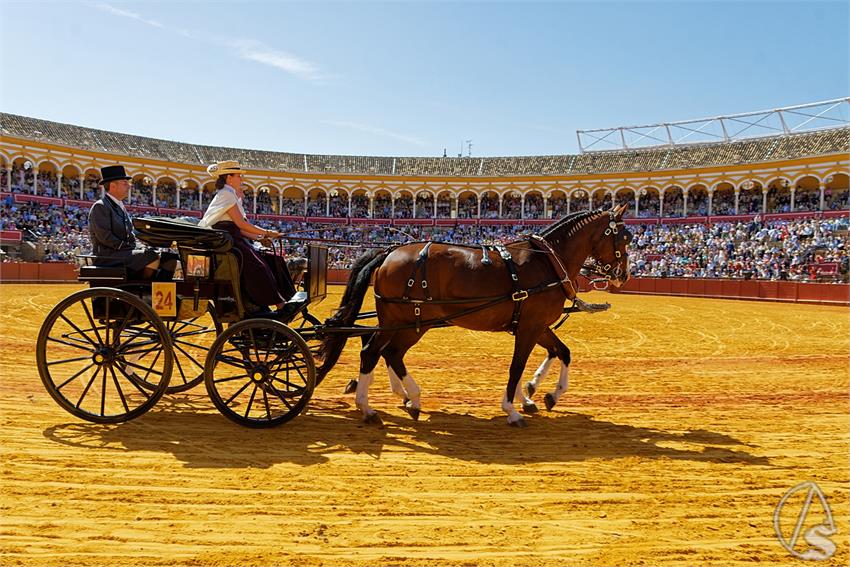 fjmontiel_38_Exhibicion_Enganches_Maestranza_Sevilla_2024_DSC_4953_DxO