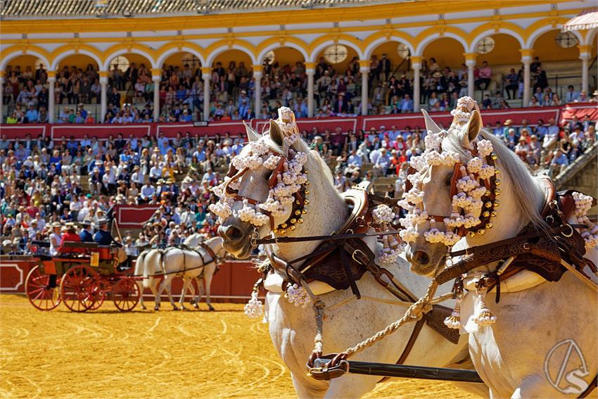 fjmontiel_38_Exhibicion_Enganches_Maestranza_Sevilla_2024_DSC_4972_DxO