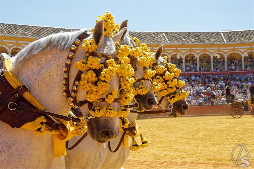 fjmontiel_38_Exhibicion_Enganches_Maestranza_Sevilla_2024_DSC_5102_DxO