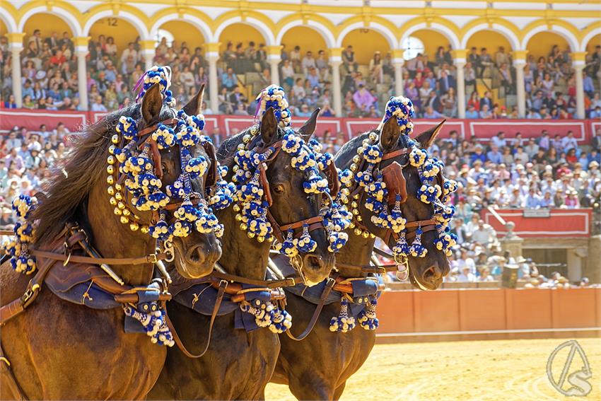 fjmontiel_38_Exhibicion_Enganches_Maestranza_Sevilla_2024_DSC_5104_DxO