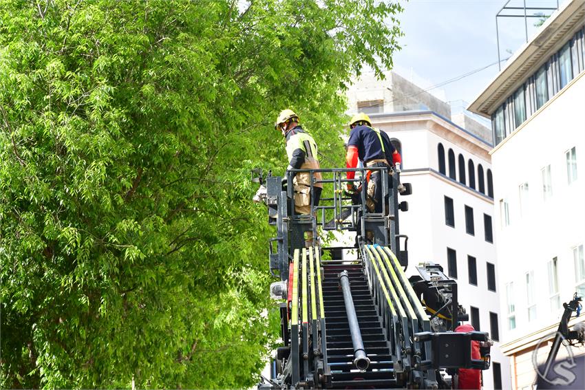 fjmontiel_D_Ramos_Apeo_Ramas_Arbol_2025_DSC_6471.JPG